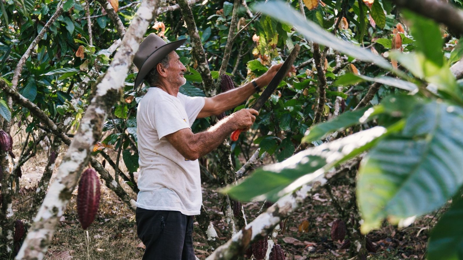 Nantli Cacao's Ethical Commitment