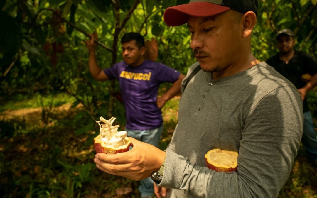 Guatemalan Cacao: Flavor, Heritage & Sustainability